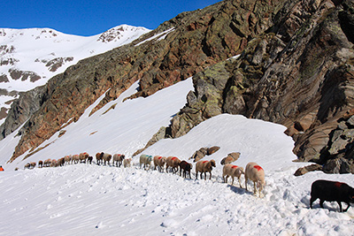 Transumanza delle pecore in Val Senales
